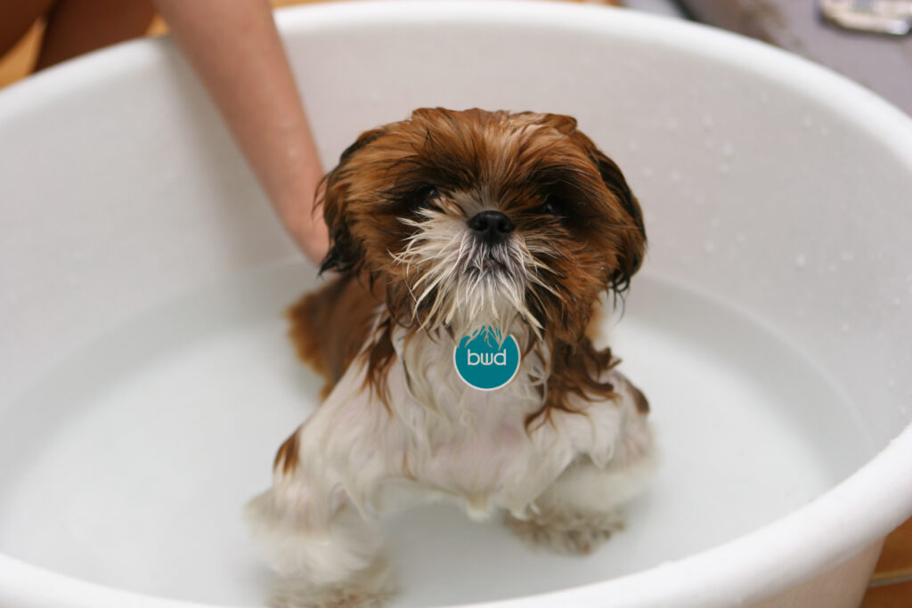 bwd dog bath